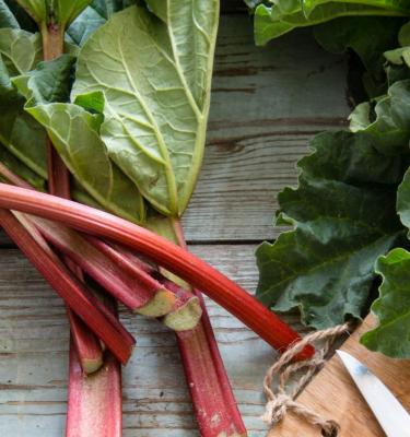 How to grow rhubarb in Australia Love The Garden